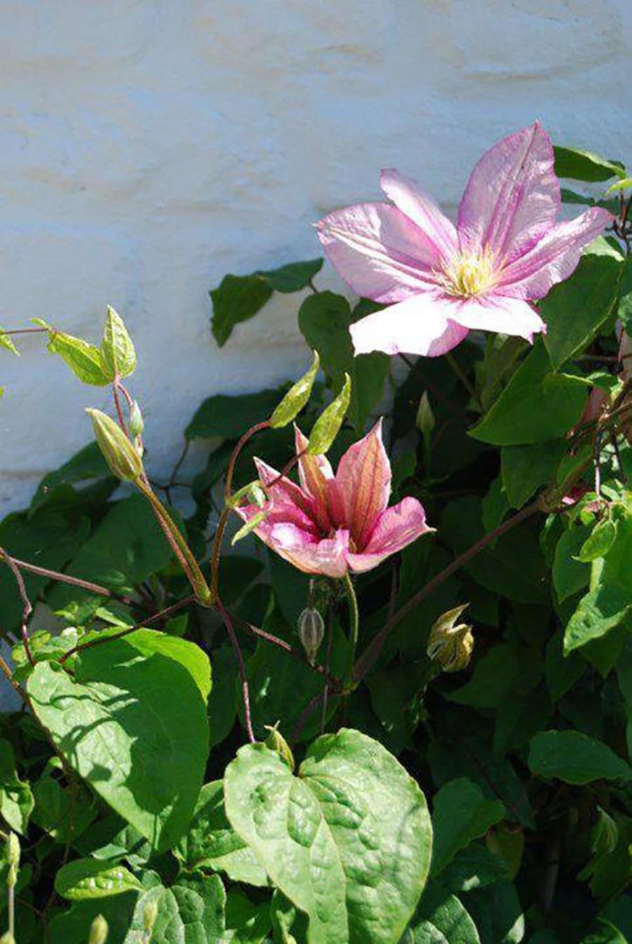 Polderlicht Bed & Breakfast Blankenberge Luaran gambar